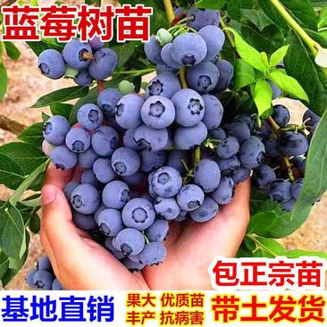 蓝莓苗、产量高抗病毒性强、适应能力强、基地起苗保湿发货