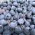 蓝莓苗、产量高抗病毒性强、适应能力强、基地起苗保湿发货