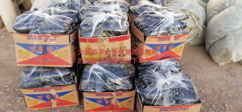 765烧烤茄子大量有货需要的老板联系，质量好价格优