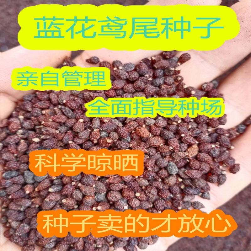 蓝花鸢尾种子多年生宿根花卉黄花鸢尾种籽包邮四季播种