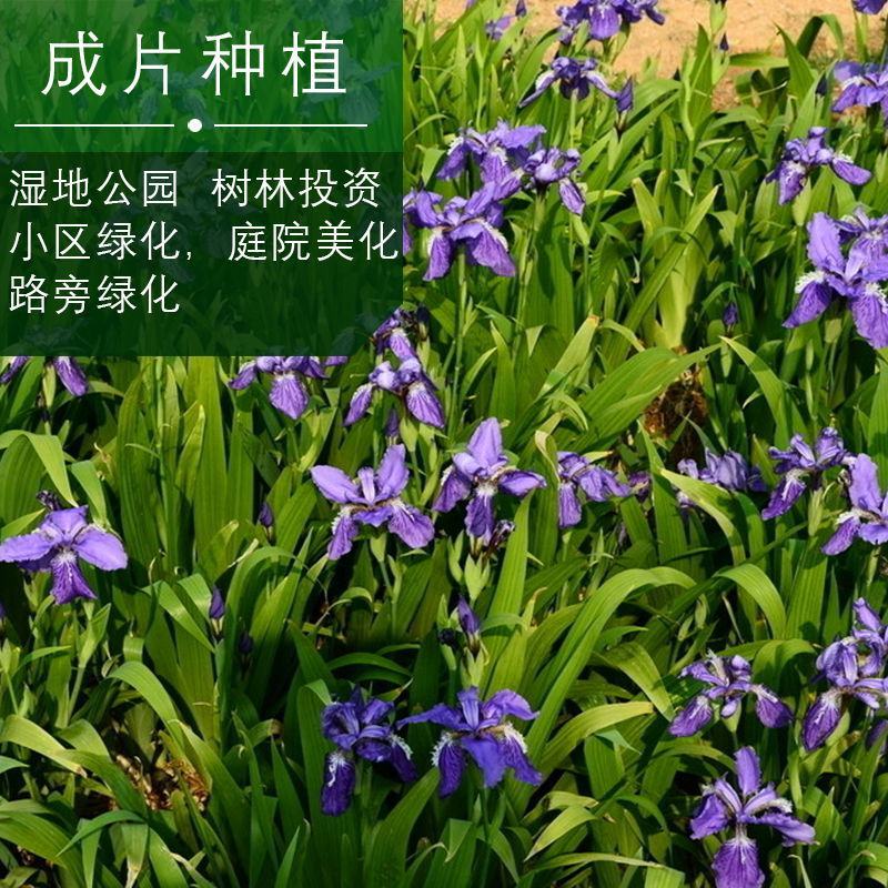 蓝花鸢尾种子多年生宿根花卉黄花鸢尾种籽包邮四季播种