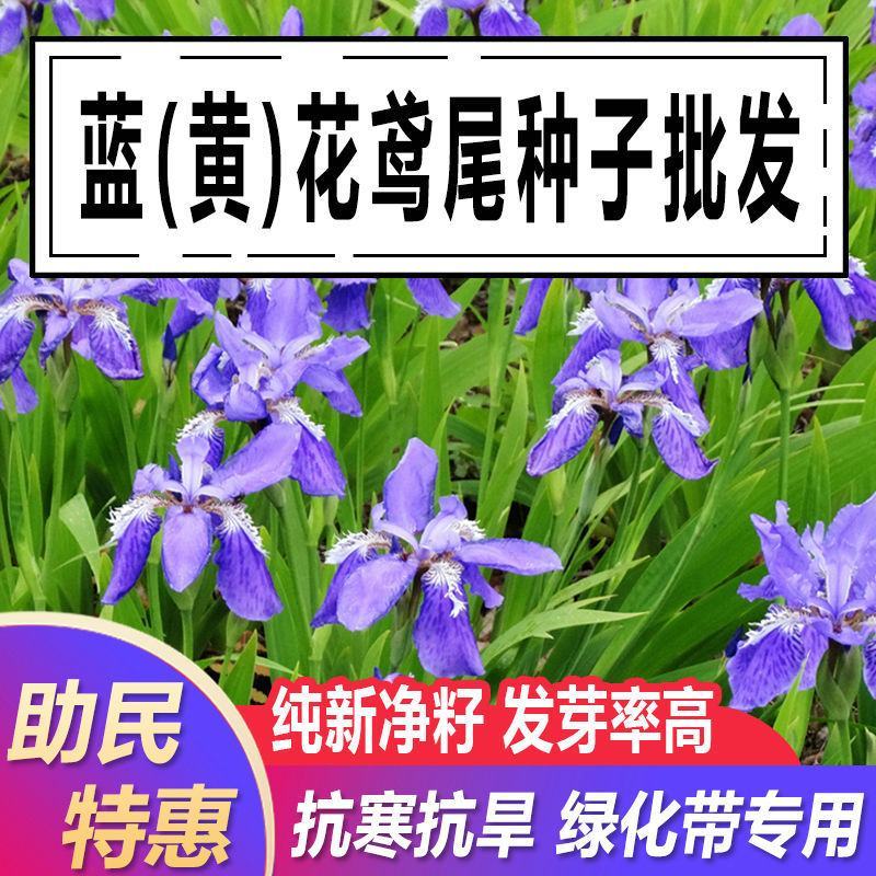 蓝花鸢尾种子多年生宿根花卉黄花鸢尾种籽包邮四季播种