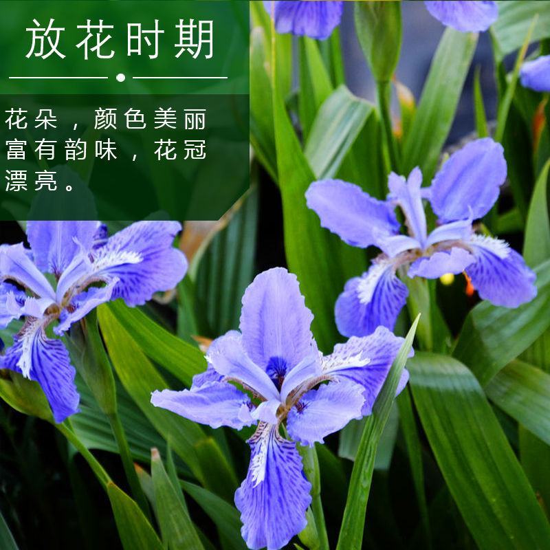 蓝花鸢尾种子多年生宿根花卉黄花鸢尾种籽包邮四季播种