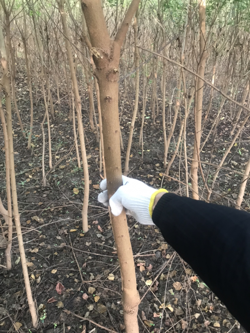 乌桕绿化苗木风景树苗木