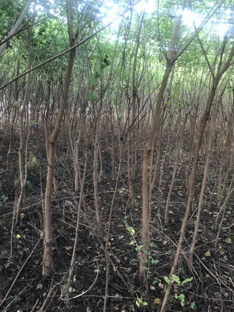 乌桕绿化苗木风景树苗木