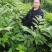 优质川吴茱萸苗基地直销全国发货长势好投产可实地考察