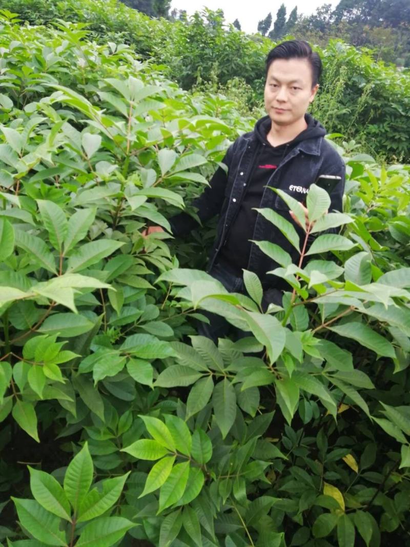 优质川吴茱萸苗基地直销全国发货长势好投产可实地考察