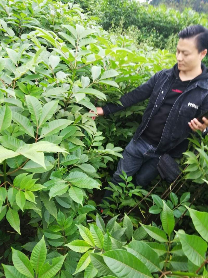优质川吴茱萸苗基地直销全国发货长势好投产可实地考察