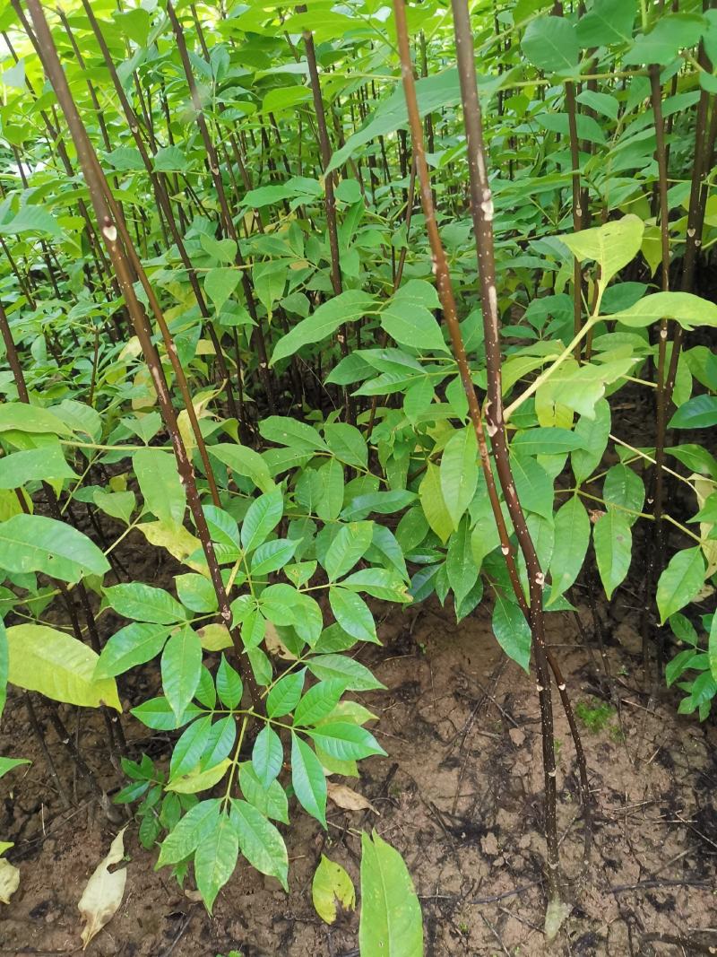 优质川吴茱萸苗基地直销全国发货长势好投产可实地考察