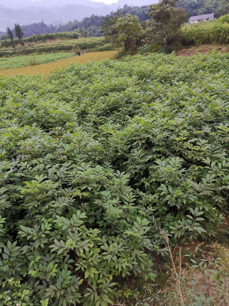 优质川吴茱萸苗基地直销全国发货长势好投产可实地考察