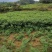 优质川吴茱萸苗基地直销全国发货长势好投产可实地考察