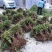 （实力供货）山东费县金银花苗基地直供包活包纯度包回收干品