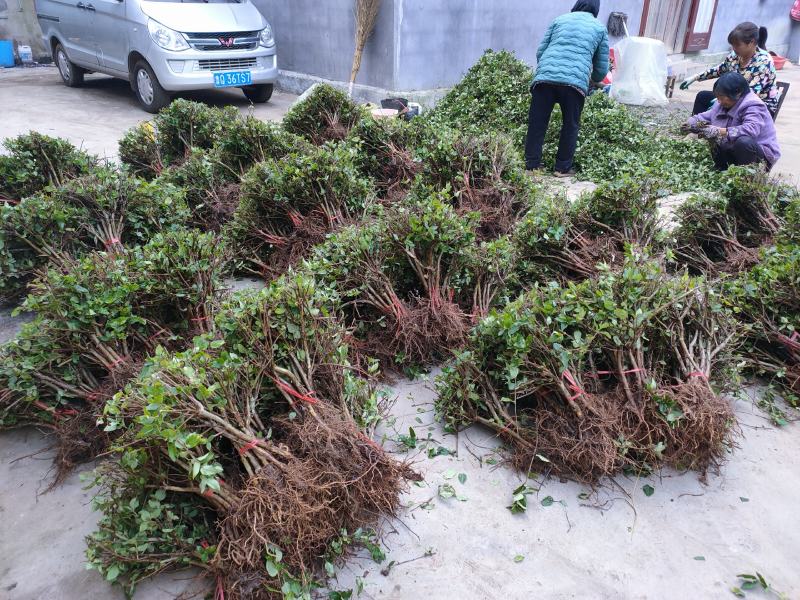 （实力供货）山东费县金银花苗基地直供包活包纯度包回收干品