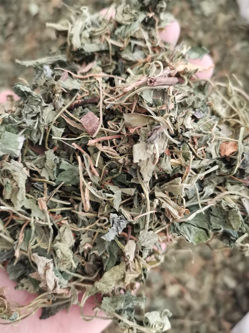 紫花地丁色泽好野生高含量一公斤起包邮