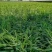 【天津】生姜产地—坏烂包赔(优选/电商市场超市加工)齐全