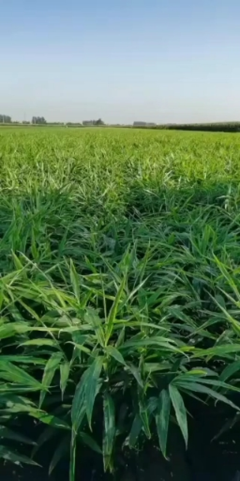 【天津】生姜产地—坏烂包赔（优选/电商市场超市加工）齐全
