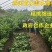 新品种脐橙嫁接橙子树苗全红心血橙苗晚熟红玉红肉血橙苗当年