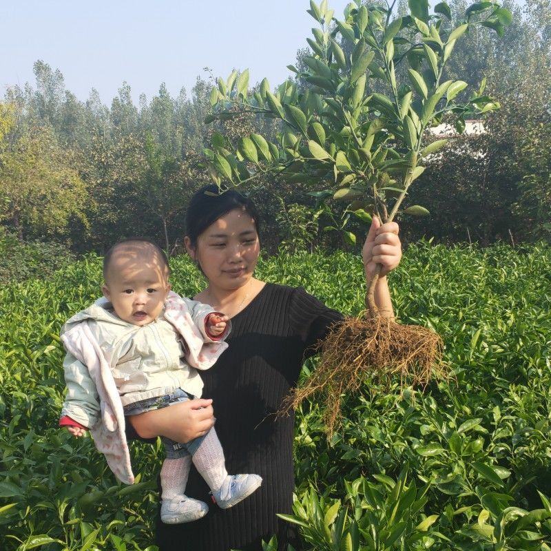 新品种脐橙嫁接橙子树苗全红心血橙苗晚熟红玉红肉血橙苗当年