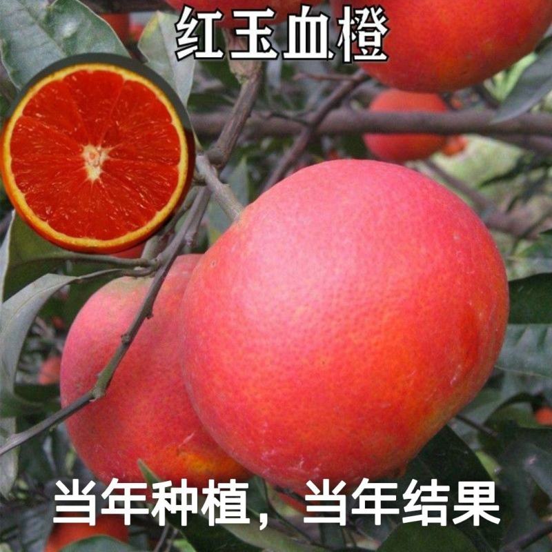 新品种脐橙嫁接橙子树苗全红心血橙苗晚熟红玉红肉血橙苗当年