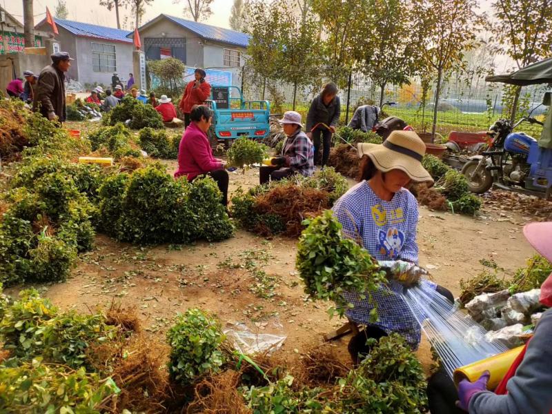 （实力供货）山东费县金银花苗基地直供包活包纯度包回收干品