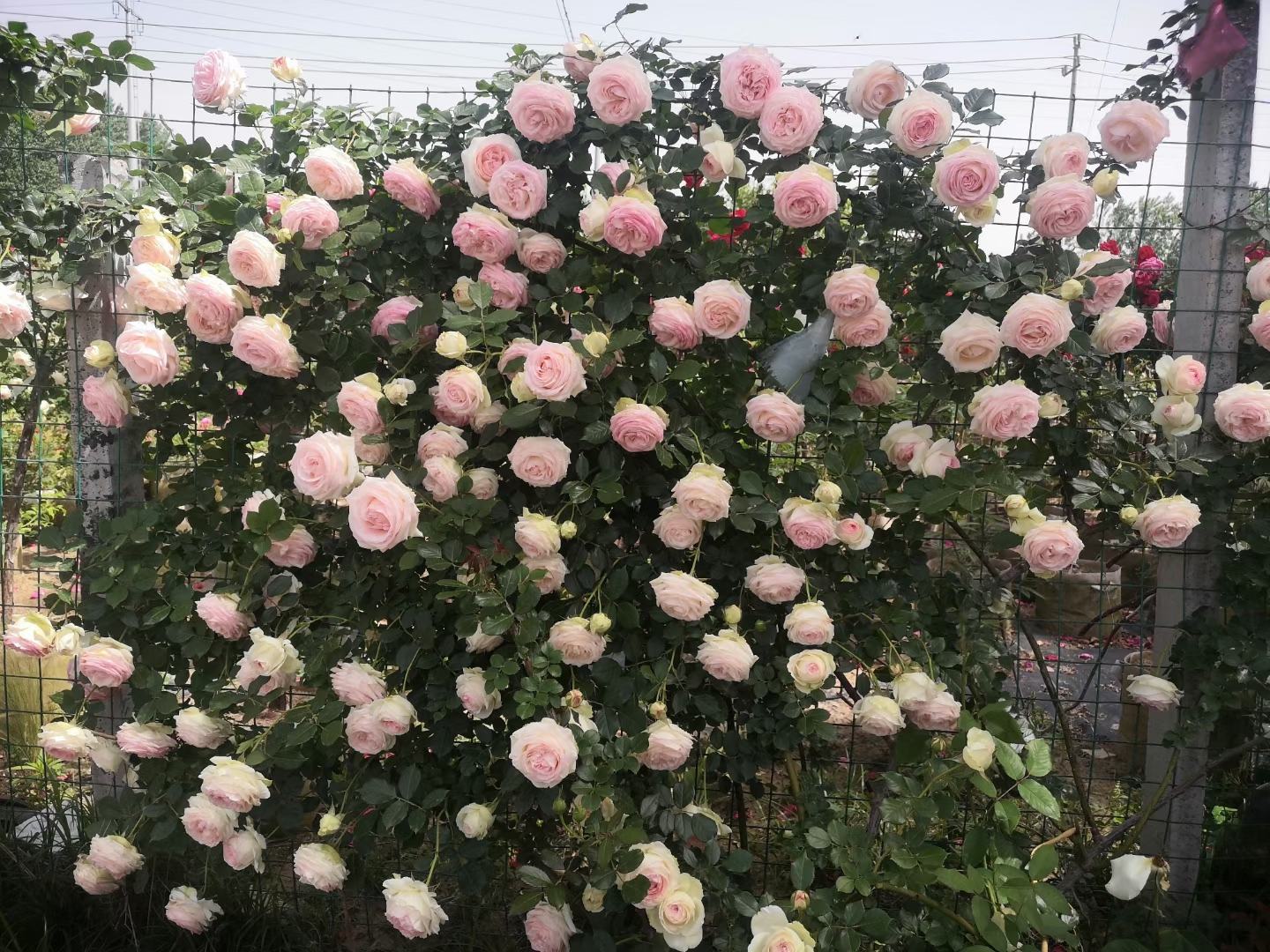 庭院中的大花月季花墙景观