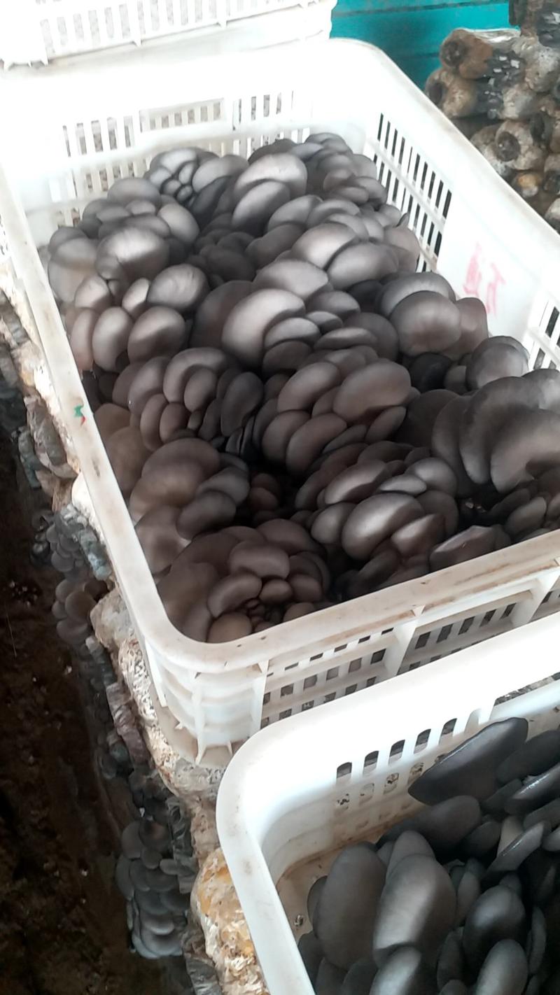 优质广温优质黑平菇大量上市。优质广温黑平菇鲜货。