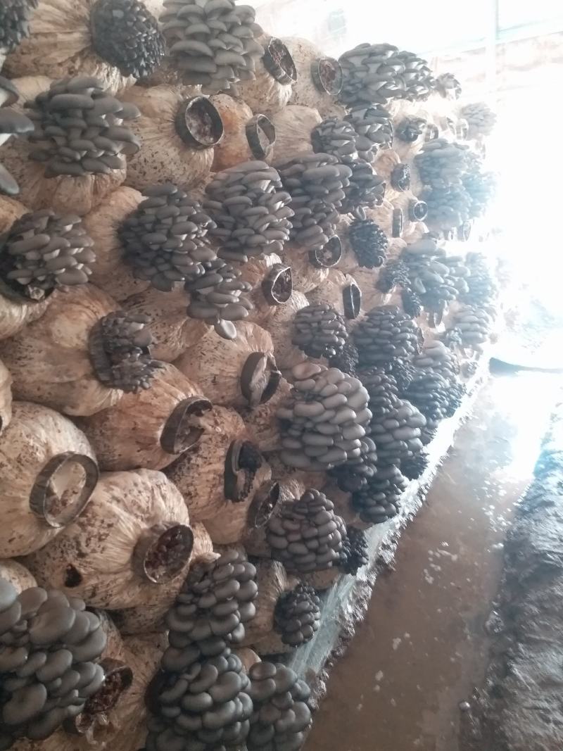 优质广温优质黑平菇大量上市。优质广温黑平菇鲜货。