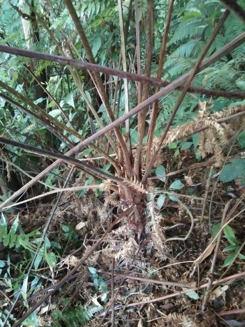 风骨风种苗。种植苗80分高苗