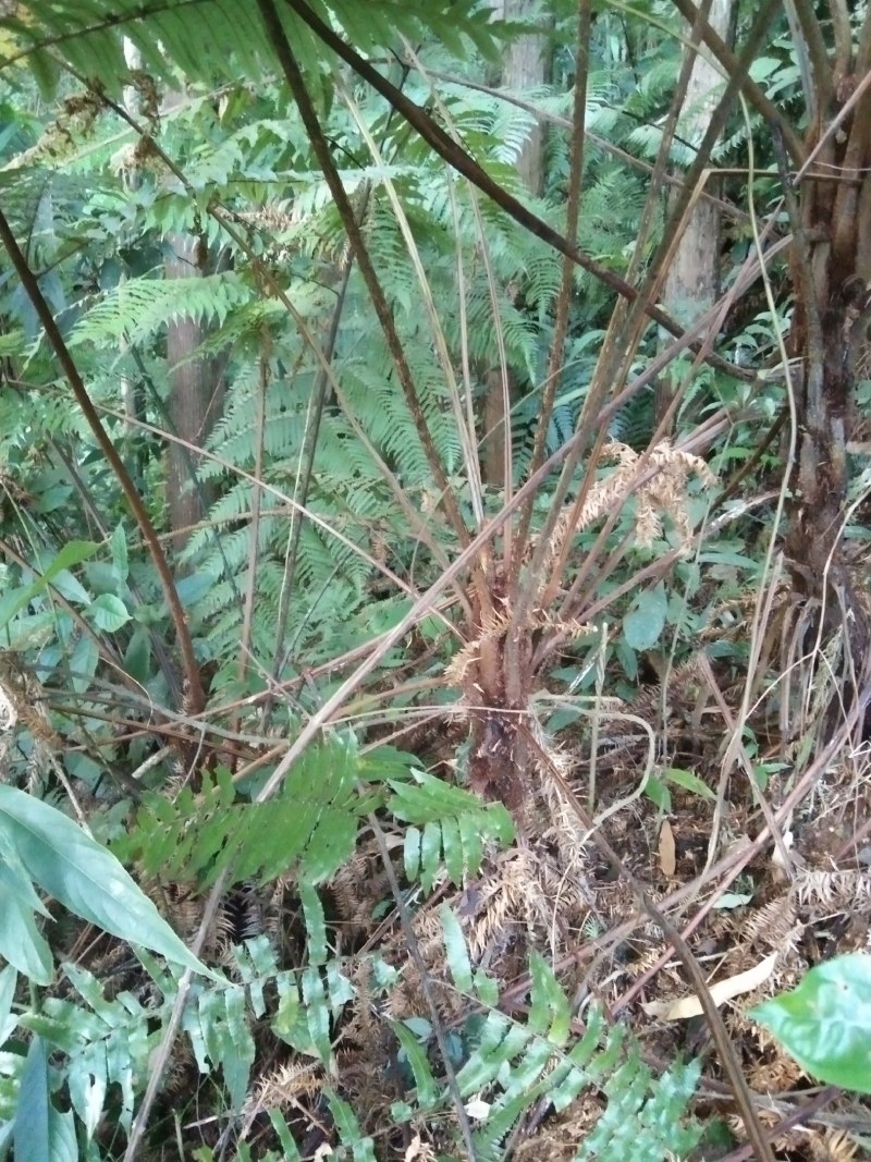 风骨风种苗。种植苗80分高苗