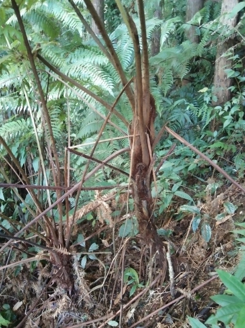 风骨风种苗。种植苗80分高苗