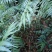 风骨风种苗。种植苗80分高苗