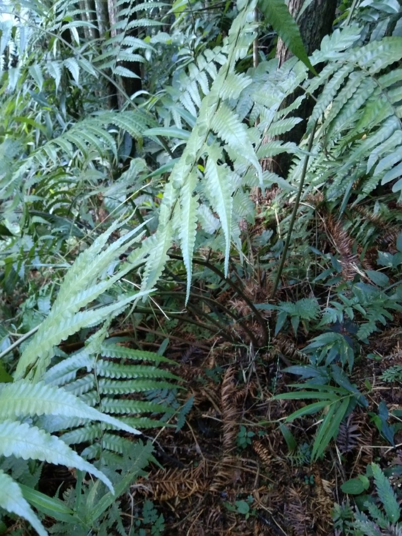 风骨风种苗。种植苗80分高苗