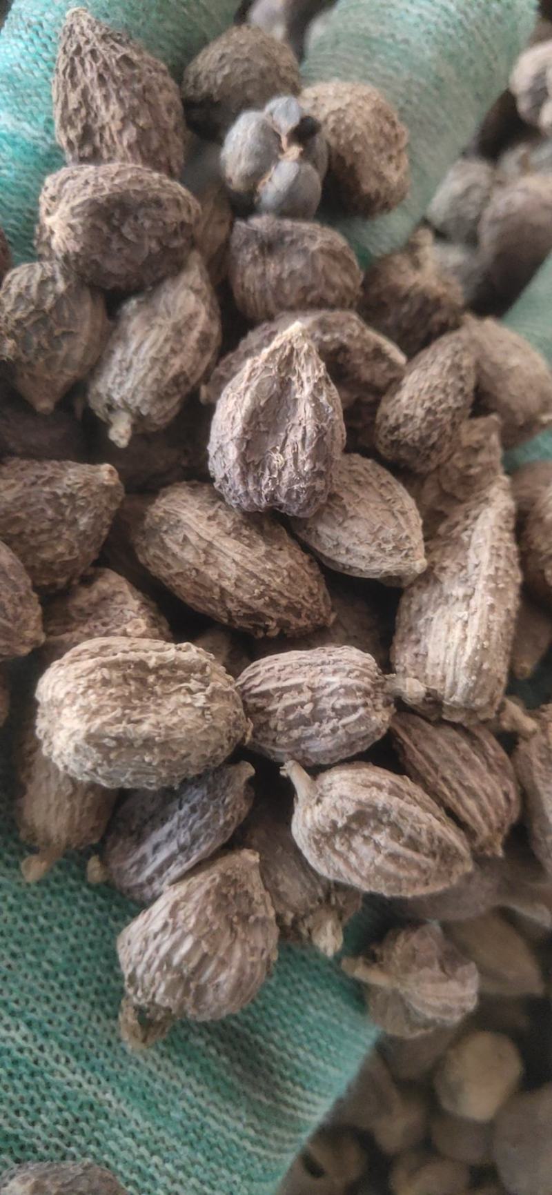 砂仁阳春砂仁颗粒饱满新货关书药业
