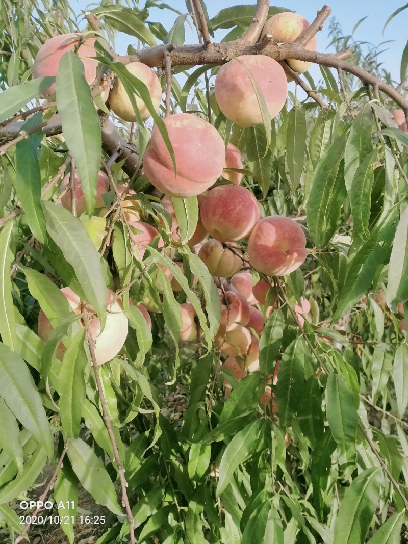 映双红桃，馆陶县众康果品站大量供应