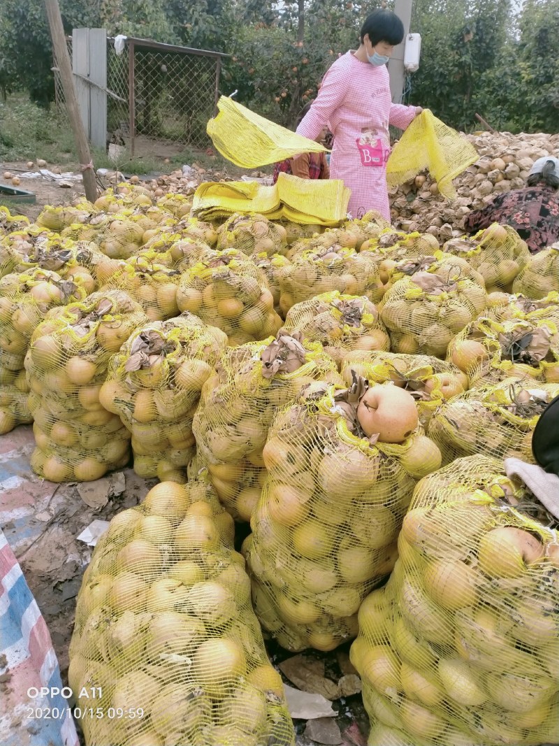 映双红桃，馆陶县众康果品站大量供应