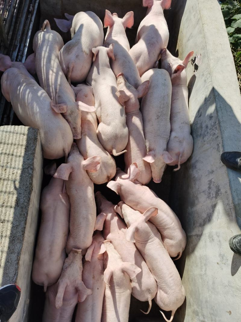 【浙江三元仔猪】品种齐全，防疫完善，抗病性强视频挑选