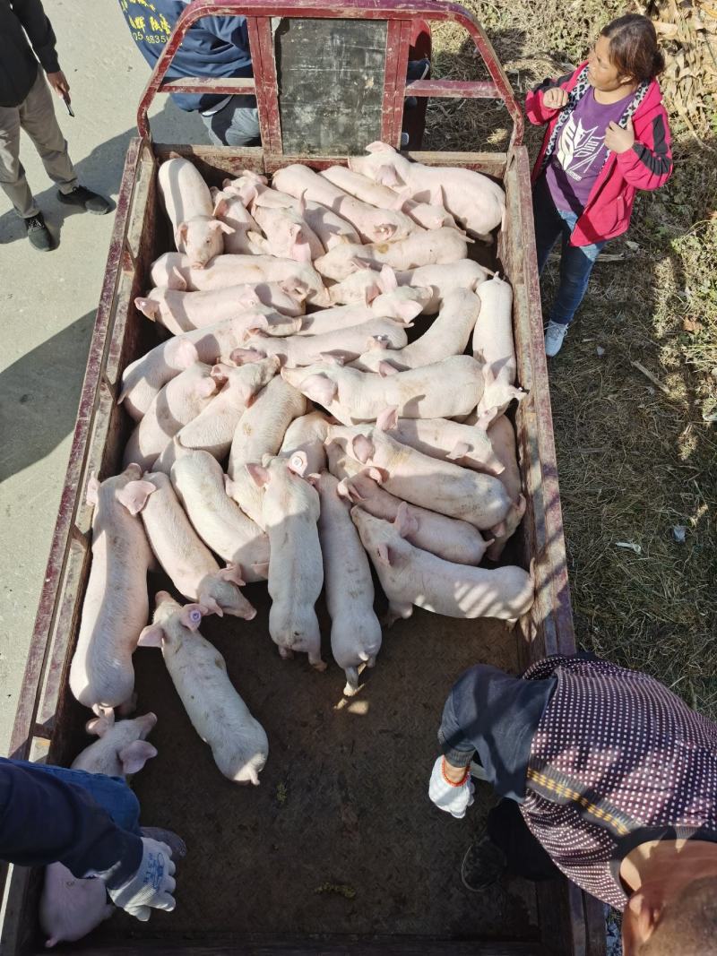 【浙江三元仔猪】品种齐全，防疫完善，抗病性强视频挑选