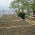 普洱茶399元/饼景迈山老树茶兰花香生茶一冰也是批发价