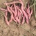 红薯西瓜红玛莎莉量大需要的客户可以联系
