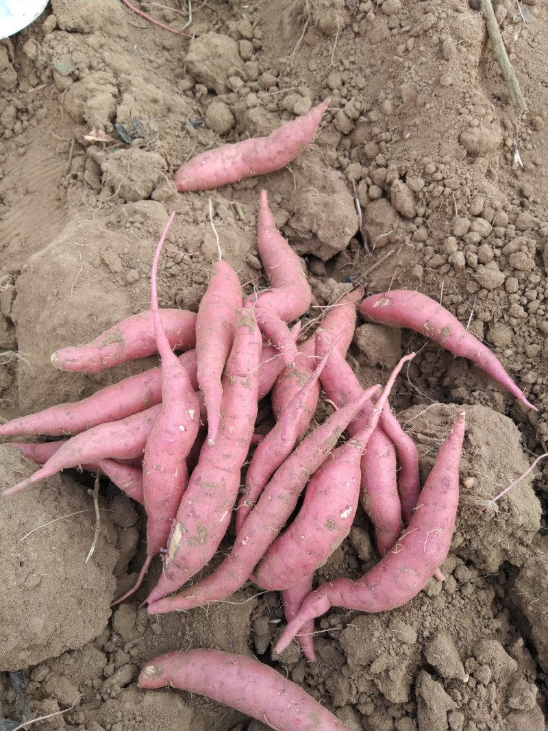 红薯西瓜红玛莎莉量大需要的客户可以联系