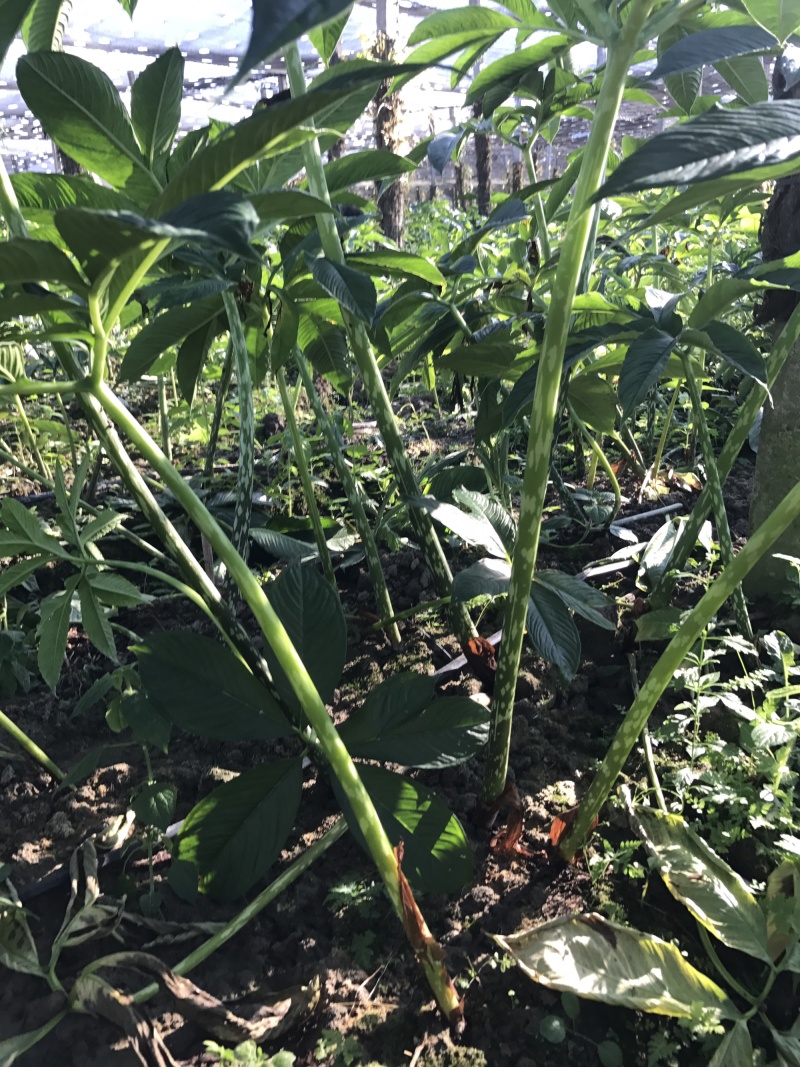 泰国珠芽黄抗病能力强，好管理、粉质高