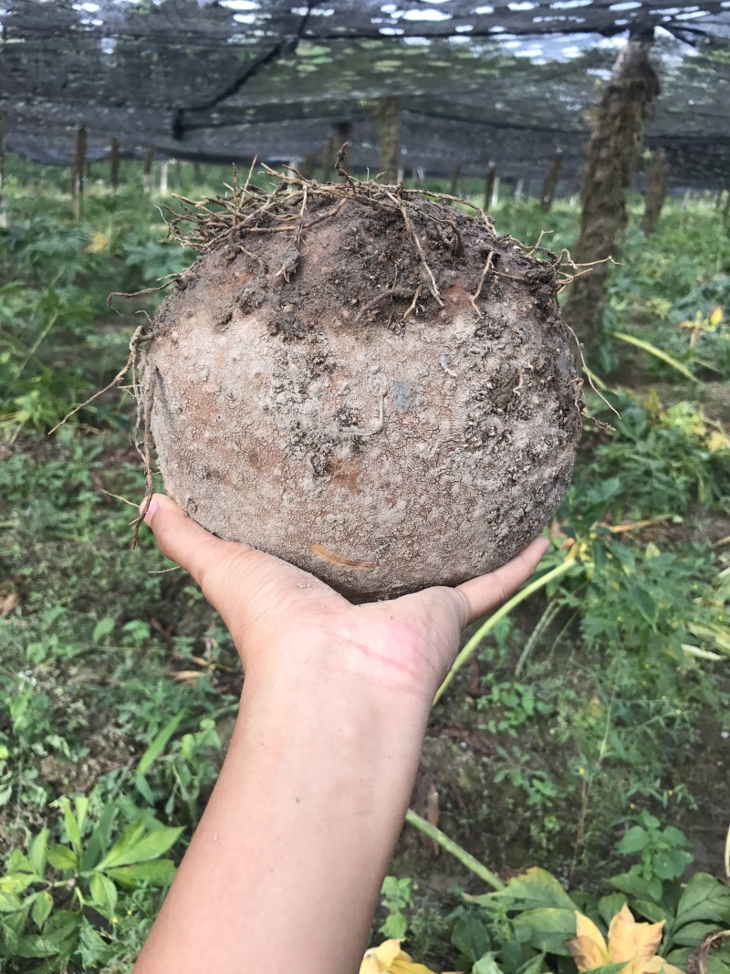 泰国珠芽黄抗病能力强，好管理、粉质高