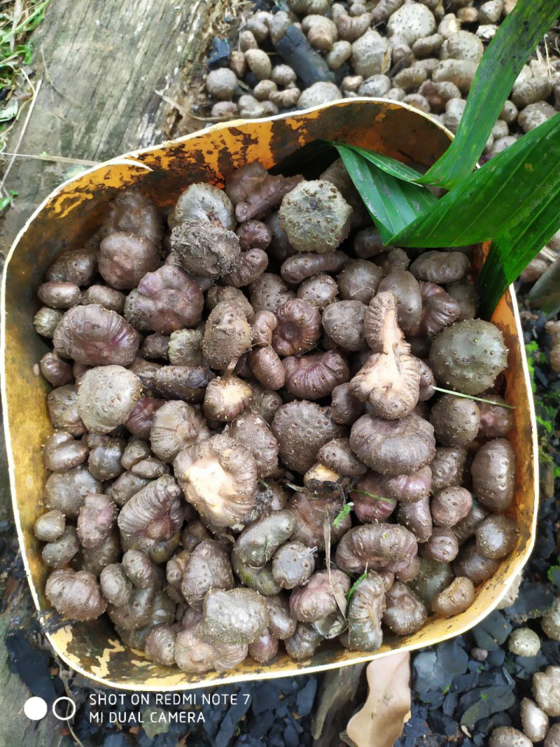 泰国珠芽黄抗病能力强，好管理、粉质高