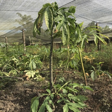 泰国珠芽黄抗病能力强，好管理、粉质高