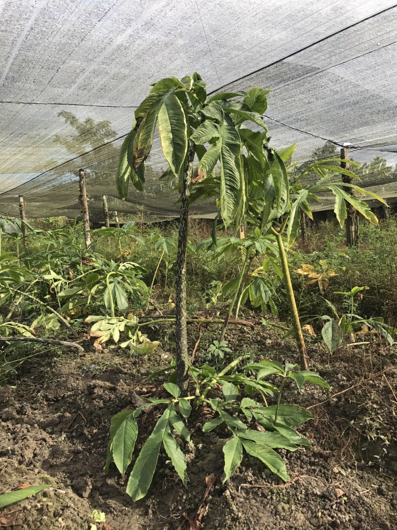 泰国珠芽黄抗病能力强，好管理、粉质高