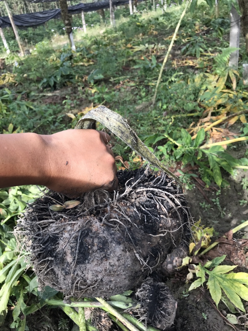 泰国珠芽黄抗病能力强，好管理、粉质高