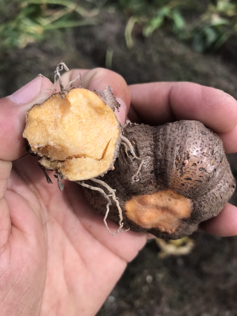 泰国珠芽黄抗病能力强，好管理、粉质高