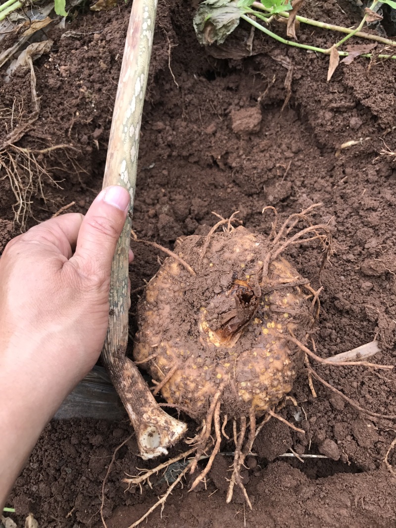 泰国珠芽黄抗病能力强，好管理、粉质高
