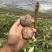 泰国珠芽黄抗病能力强，好管理、粉质高