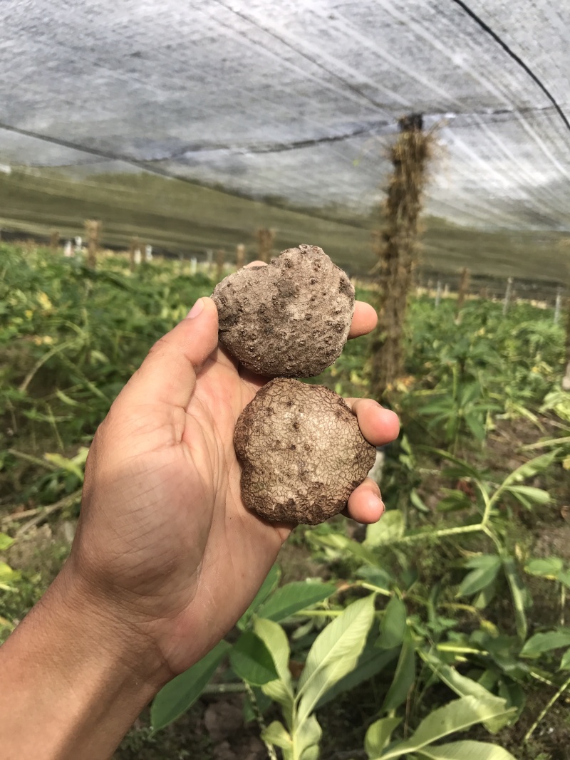 泰国珠芽黄抗病能力强，好管理、粉质高